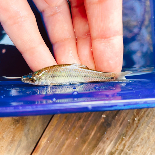 クチボソの釣果