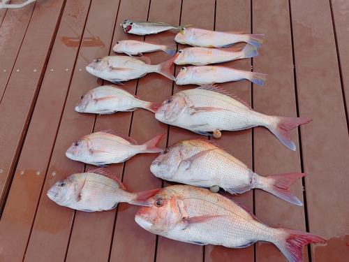 マダイの釣果