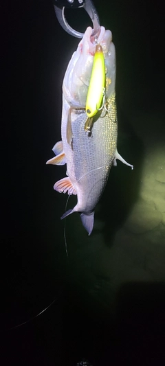 ウグイの釣果