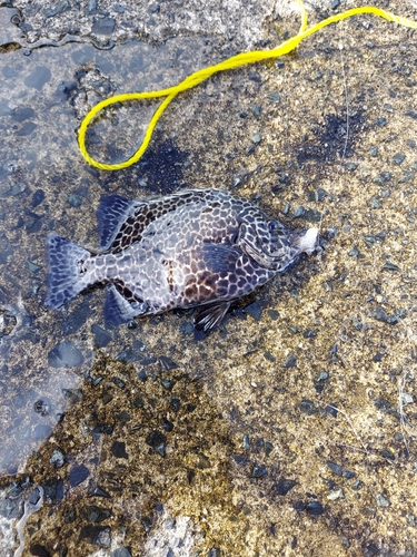 イシガキダイの釣果