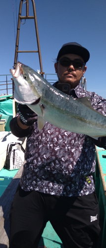 ハマチの釣果