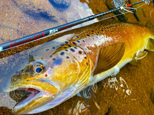 ブラウントラウトの釣果