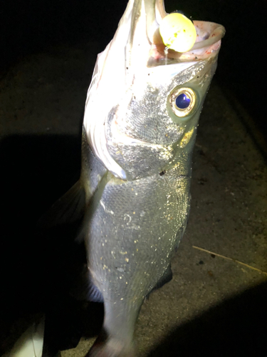 ヒラスズキの釣果