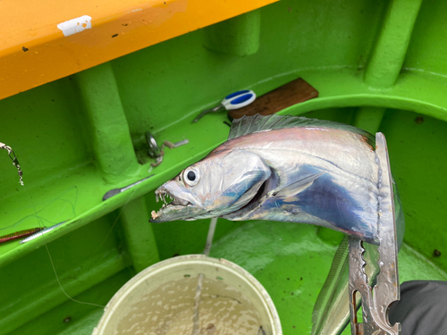 タチウオの釣果