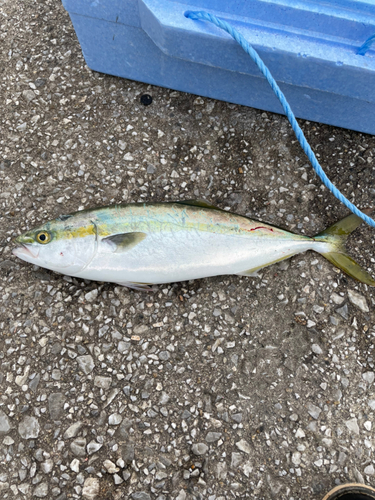 ツバスの釣果