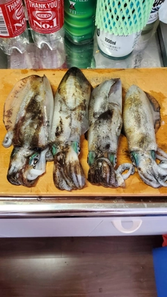 アオリイカの釣果