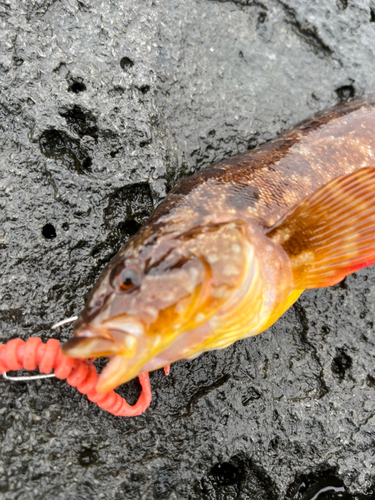 アブラコの釣果