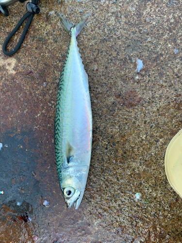 サバの釣果