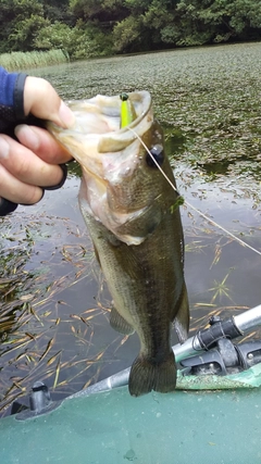 ブラックバスの釣果