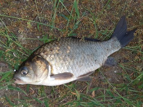 フナの釣果