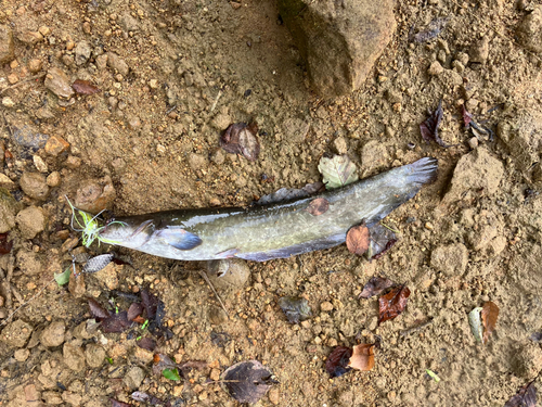 ナマズの釣果