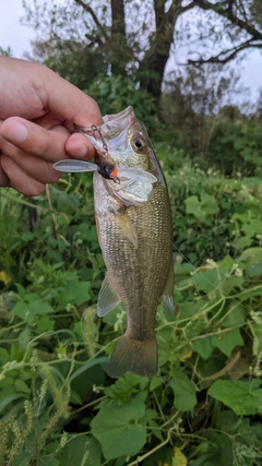 ラージマウスバスの釣果