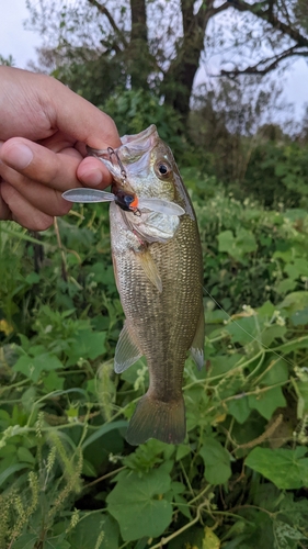 ラージマウスバスの釣果