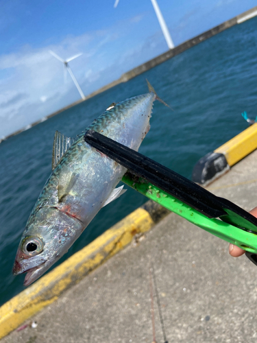 サバの釣果