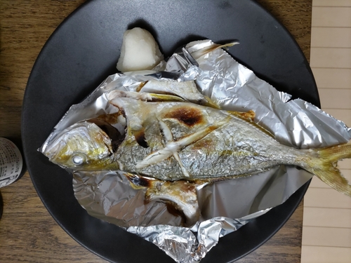 シオの釣果