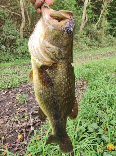 ラージマウスバスの釣果