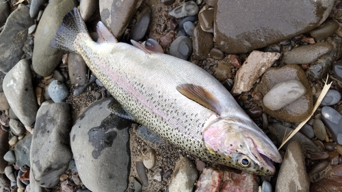 ニジマスの釣果