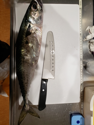 サバの釣果