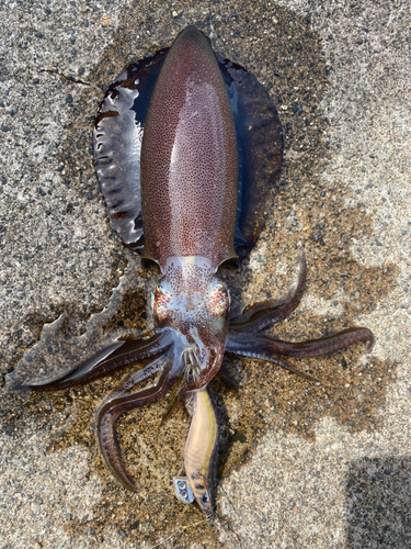 アオリイカの釣果