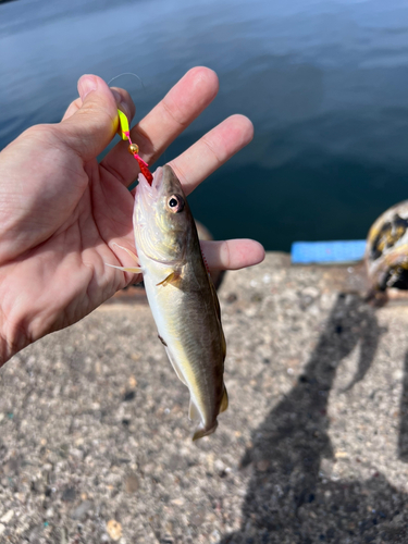 コマイの釣果