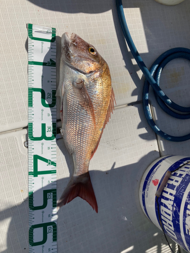 マダイの釣果