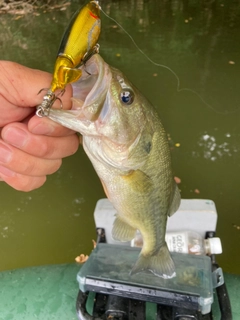 ラージマウスバスの釣果