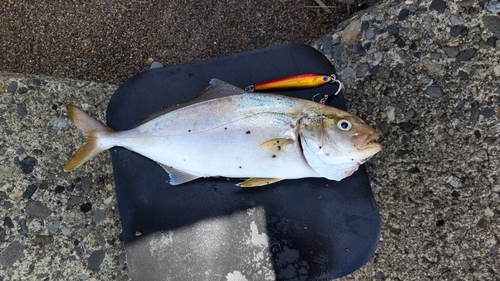 ショゴの釣果