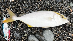 ショゴの釣果