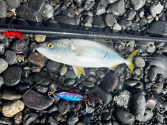 ワカシの釣果