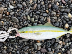 ワカシの釣果