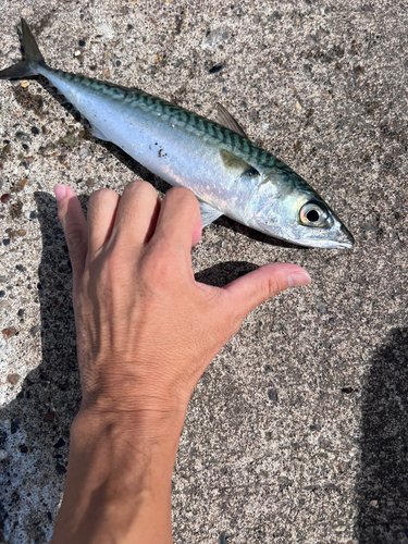 サバの釣果