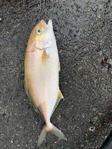 ショゴの釣果