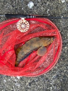 アブラコの釣果