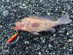 オオモンハタの釣果