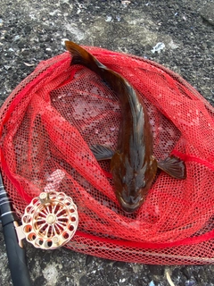 アブラコの釣果