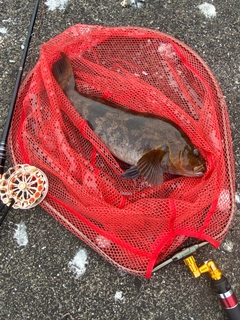アブラコの釣果