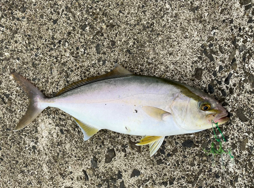 シオの釣果