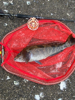 アブラコの釣果