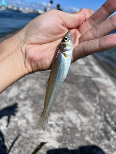 キスの釣果