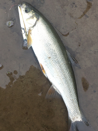 ウグイの釣果