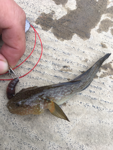 ヌマチチブの釣果