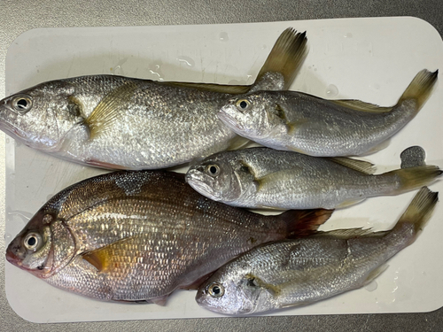 イシモチの釣果