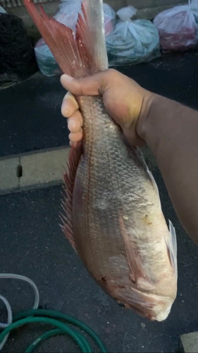 アマダイの釣果