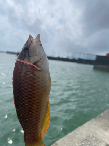 アカササノハベラの釣果