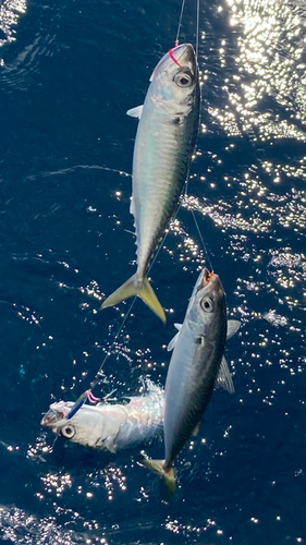 マサバの釣果