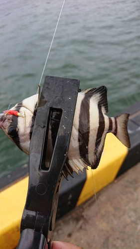 シマダイの釣果