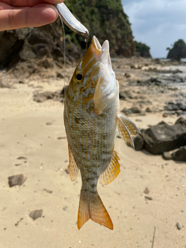 タマンの釣果