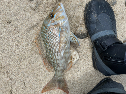 タマンの釣果