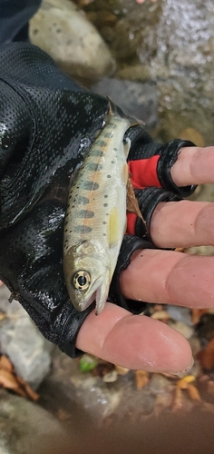 ニジマスの釣果