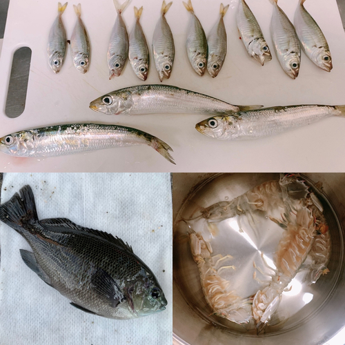 アジの釣果